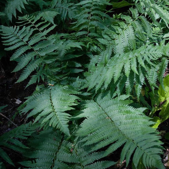 Dryopteris goldiana  - Goldie’s Shield Fern, Giant Wood Fern - Shipped