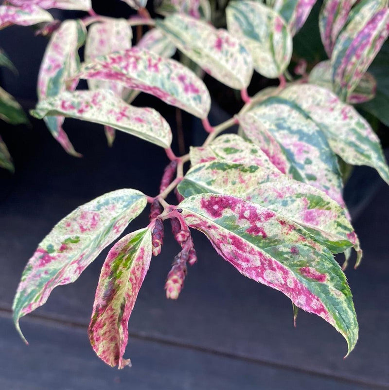 Rainbow Drooping Leucothoe - Shipped