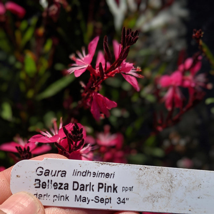 Gaura lindheimeri 'Kleau 04263'  - Belleza™ Dark Pink Gaura - Shipped