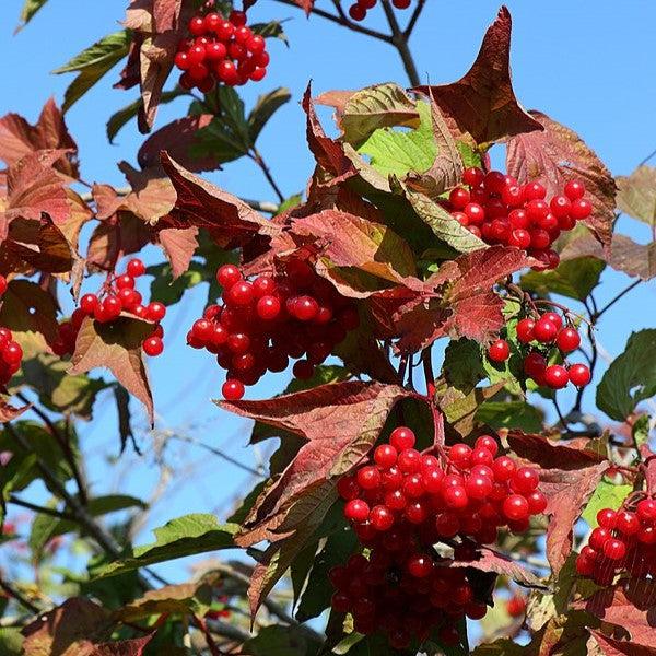 Viburnum trilobum ‘Bailey Compact’  - Bailey Compact Viburnum - Shipped