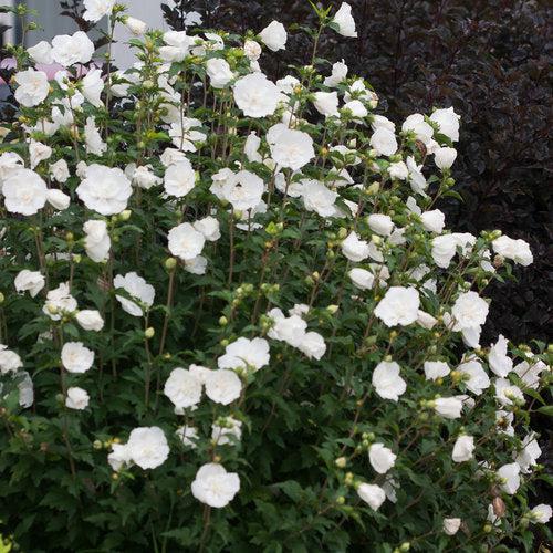 White Chiffon® Rose of Sharon - Shipped