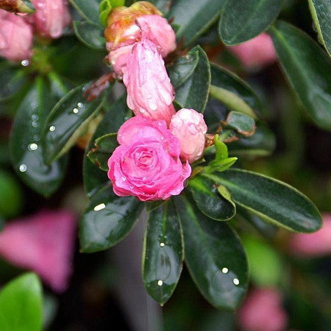 Azalea x 'Rosebud'  - Rosebud Azalea - Shipped