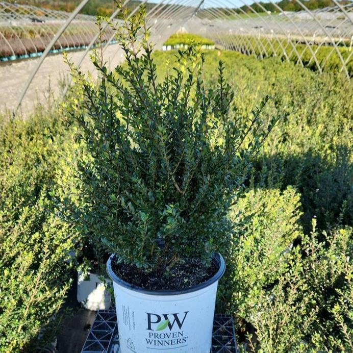 Japanese Holly (Ilex crenata) Patti O Box® - In Store Pickup