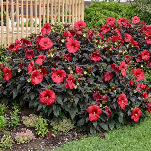 Summerific® Holy Grail Hibiscus - Shipped