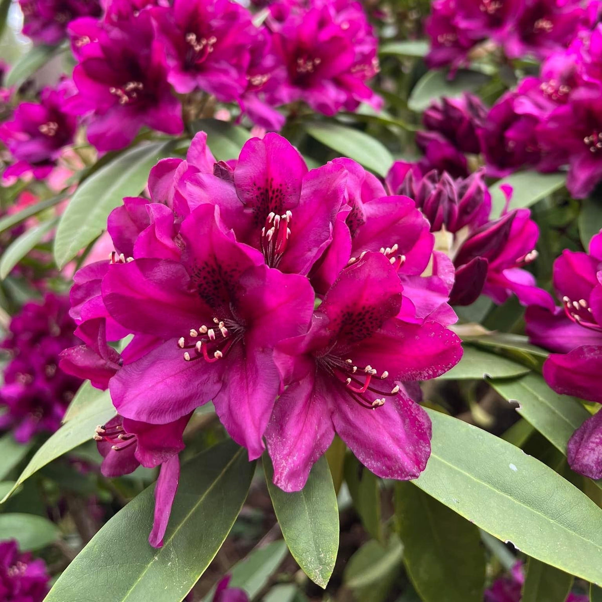 polar bear rhododendron Polarnacht Rhododendron