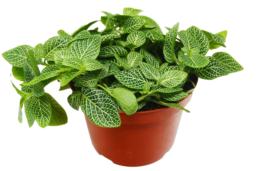house plants with white veins Fittonia White Nerve Plant 4in