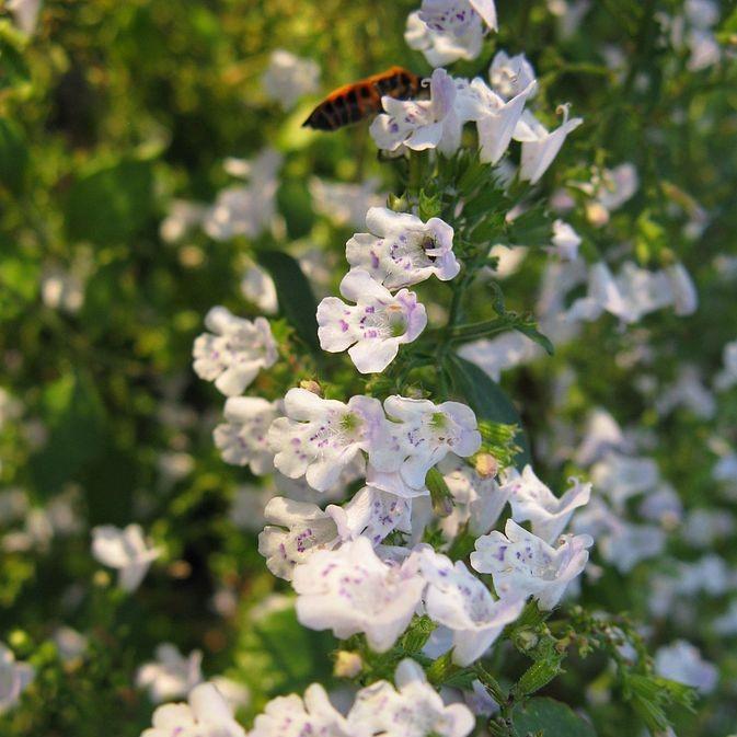 Calamintha nepeta spp. nepeta  - Lesser Calamint - Shipped