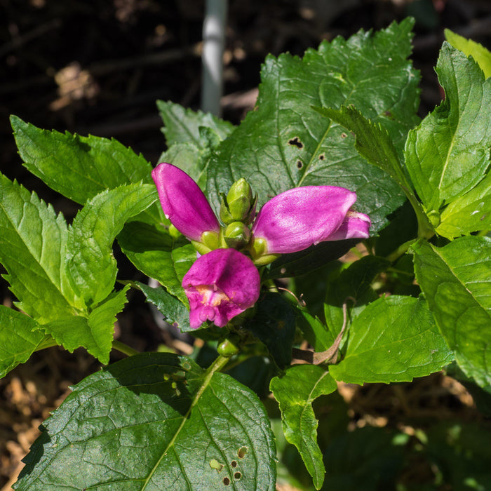Chelone lyonii 'Hot Lips'  - Hot Lips Turtlehead - Shipped
