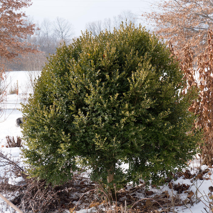 Buxus 'Green Mountain'  - Green Mountain Boxwood - Shipped