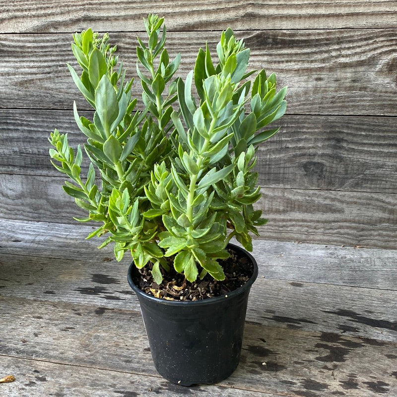 Autumn Joy Stonecrop - Shipped
