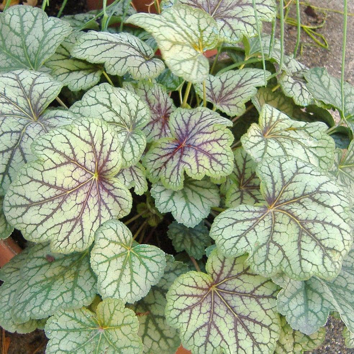 Heuchera americana 'Green Spice'  - Green Spice Coral Bells - Shipped