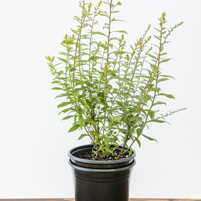 Solidago rugosa 'Fireworks'  - Fireworks Goldenrod - Shipped