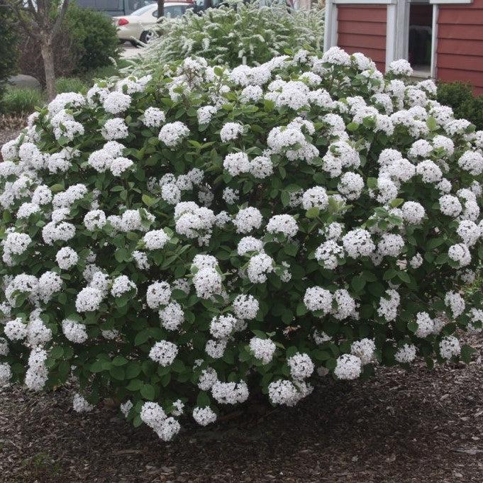 Spice Island™ Korean Spice Viburnum - Shipped