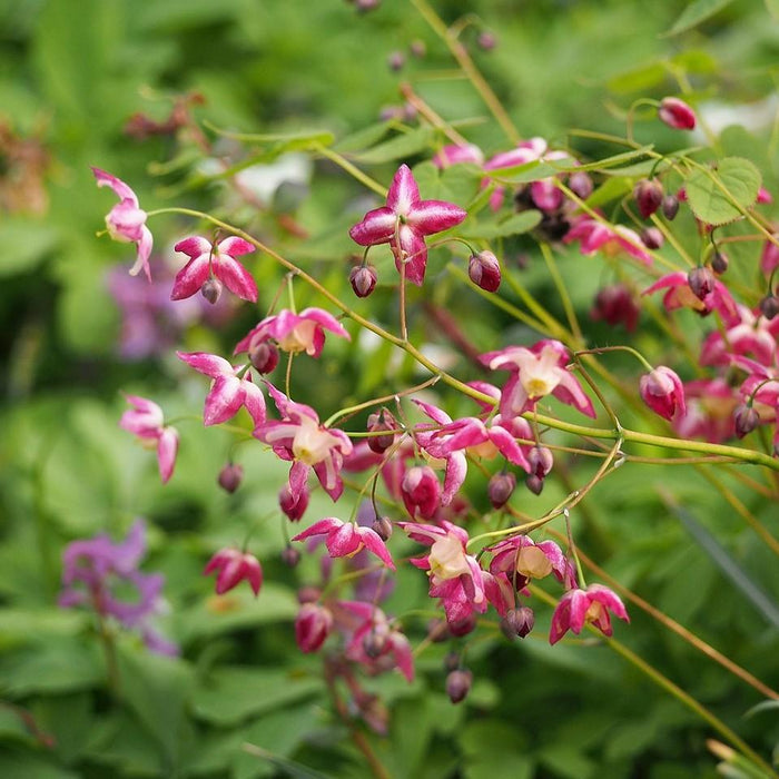 Epimedium rubrum  - Red Barrenwort, Bishop's Hat - Shipped