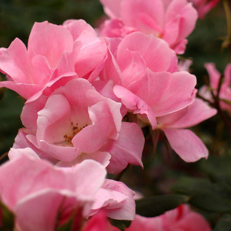 Blushing Knock Out® Rose - Shipped