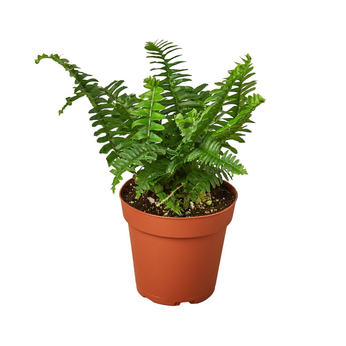 Jester's Crown Fern