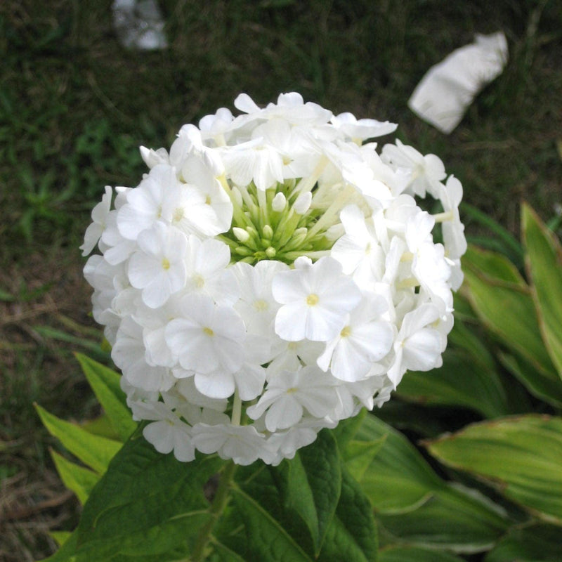 Volcano White Phlox - Shipped
