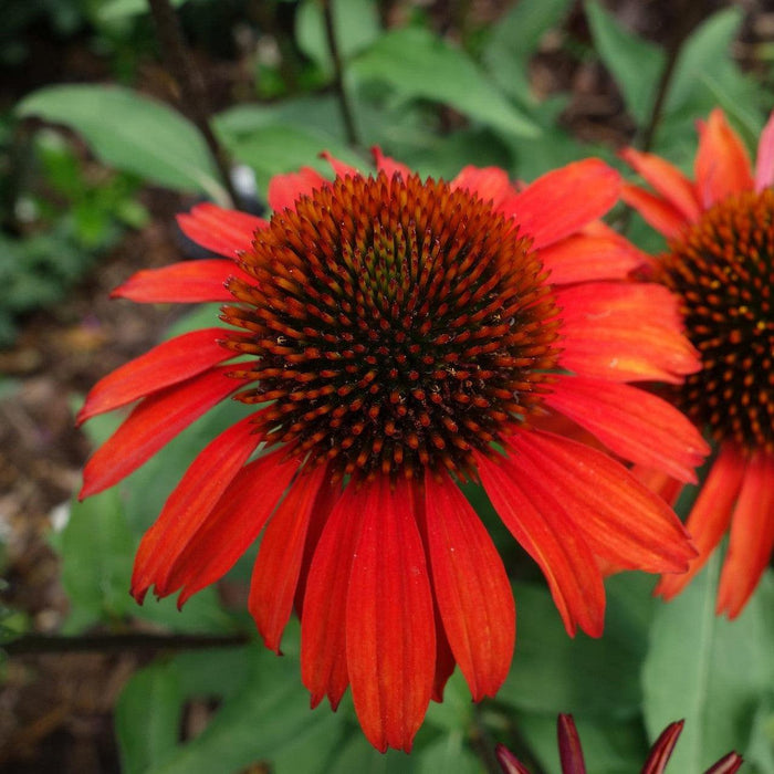 Echinacea 'Panama Red'  - Panama® Red Coneflower - Shipped