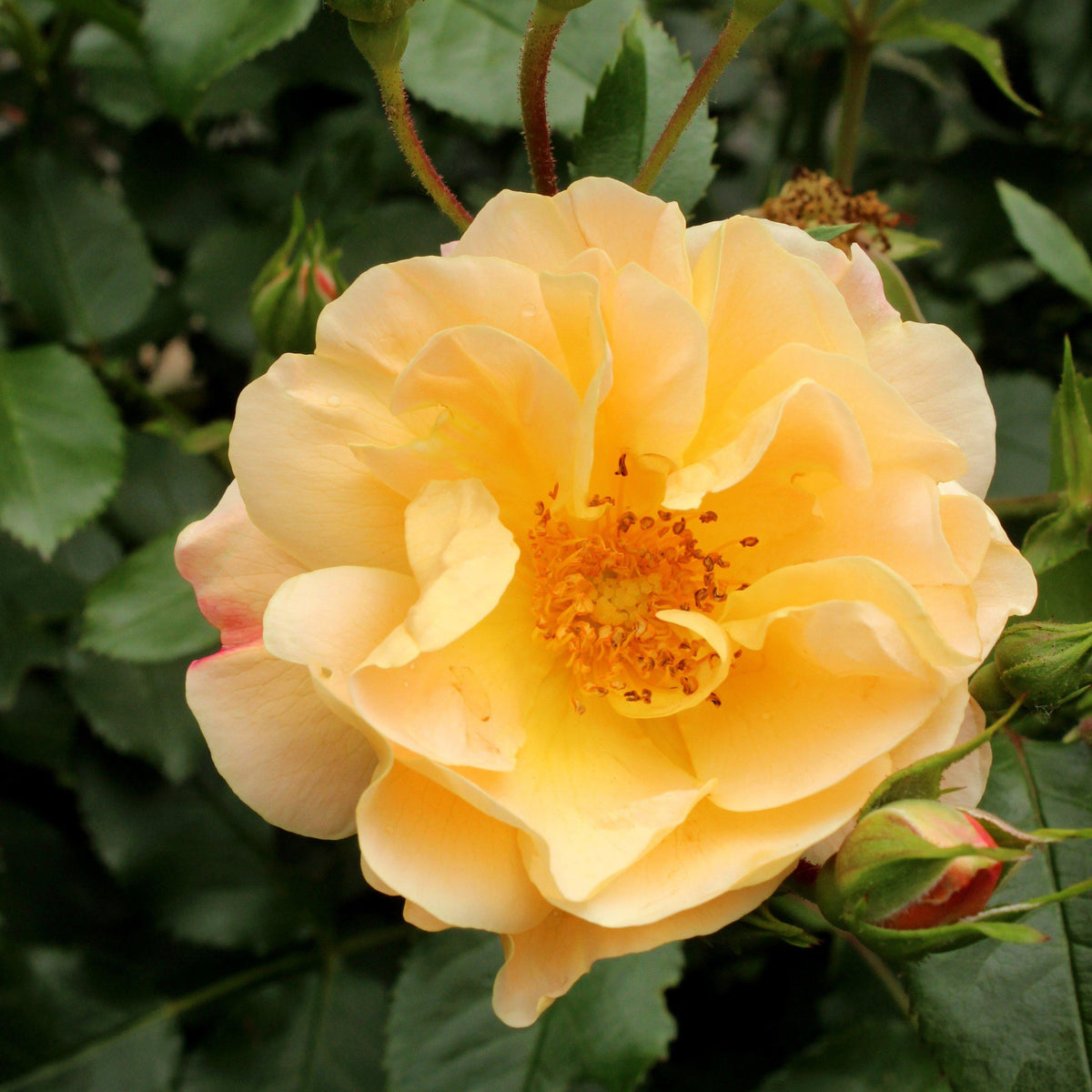 Flower Carpet® Amber Rose - Shipped — The Gardeners' Choice