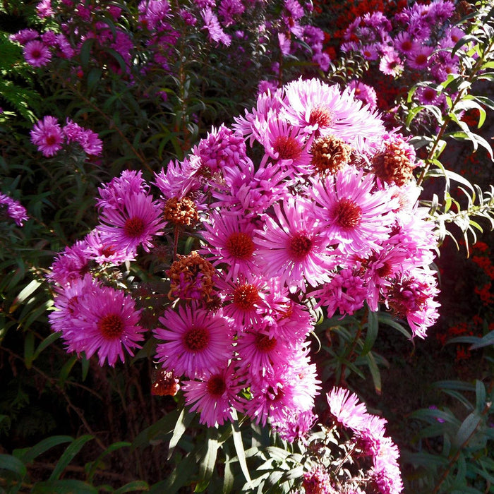 Vibrant Dome New England Aster - Shipped