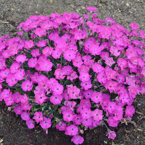 Paint the Town Fuchsia Dianthus - Shipped