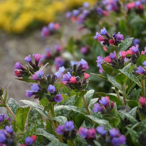 PW® Spot On Lungwort - Shipped