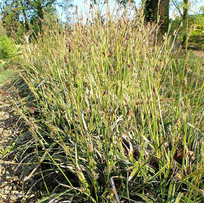 Carex morrowii 'Ice Dance'  - Ice Dance Sedge - Shipped