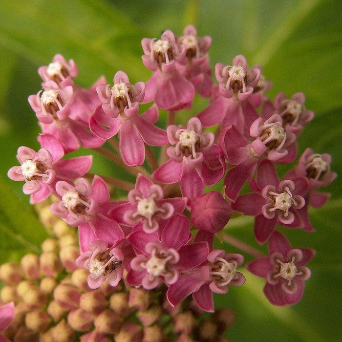 Asclepias incarnata  - Swamp Milkweed, Rose Milkweed - Shipped