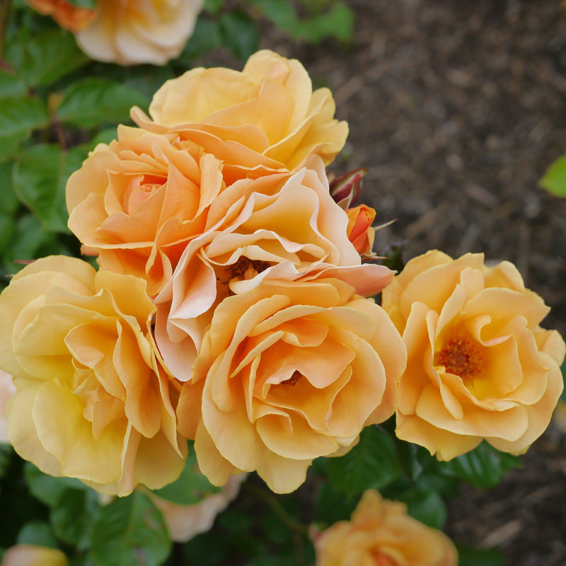Flower Carpet® Amber Rose - Shipped