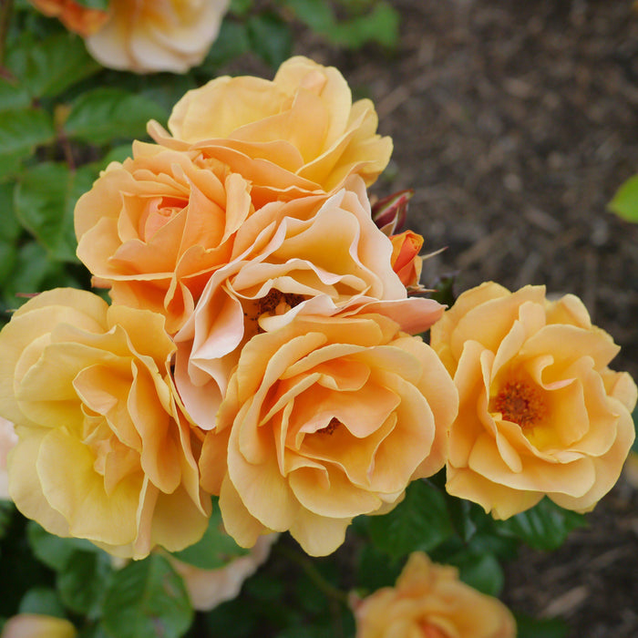 Flower Carpet® Amber Rose - Shipped