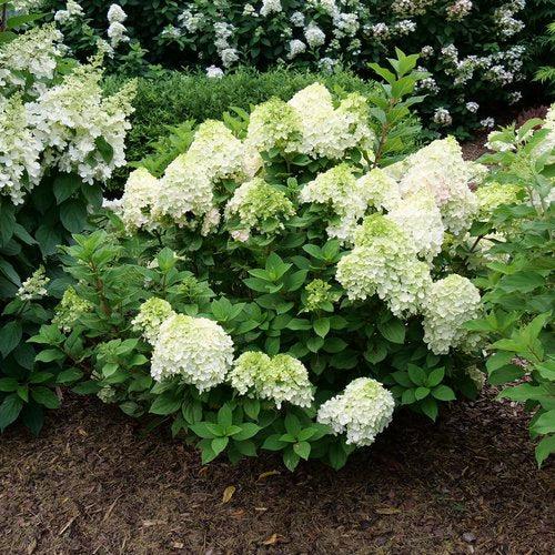 Proven Winners® Little Lime Punch® Hydrangea - Shipped