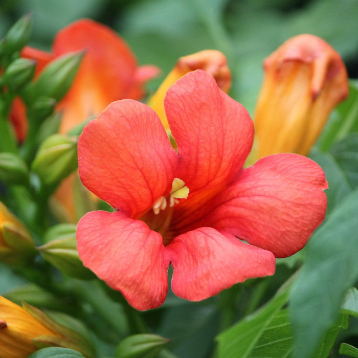 Campsis x tagliabuana 'Takarazuka Fresa' PP 23,917  - Summer Jazz™ Fire Campsis - Shipped