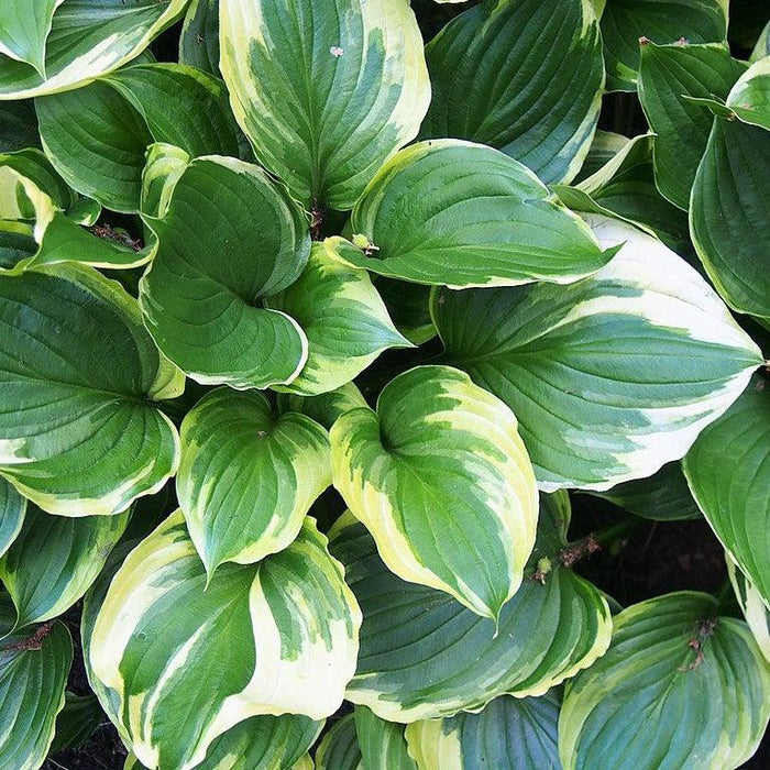 Hosta f. 'Aureomarginata'  - Aureomarginata Hosta - Shipped