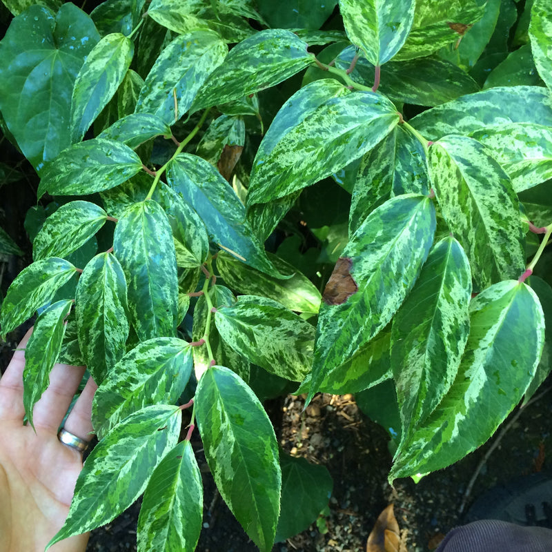 Rainbow Drooping Leucothoe - Shipped