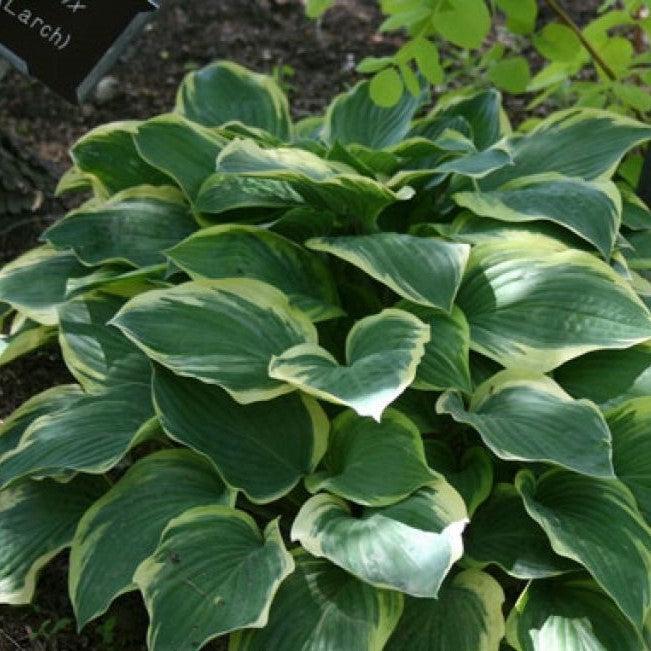 Hosta x 'Tambourine'  - Tambourine Hosta - Shipped