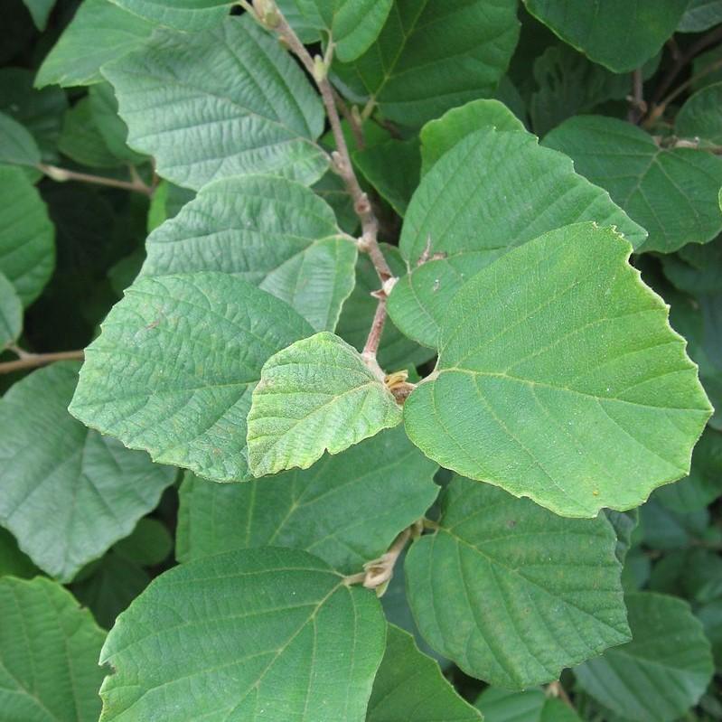 Fothergilla - Shipped