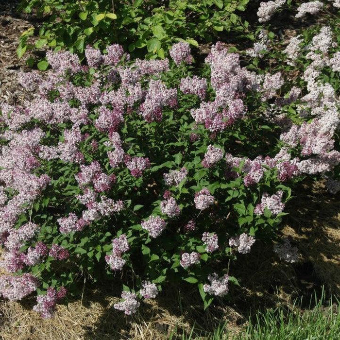 Syringa x 'SMNSDTP'  - Baby Kim® Lilac - Shipped