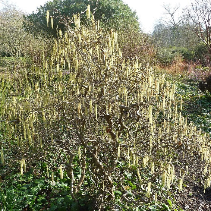 Corylus avellana 'Contorta'  - Contorted Filbert, Harry Lauder’s Walking Stick - Shipped