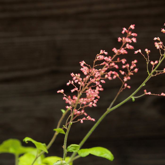 Heuchera 'Pistachio Ambrosia'  - Primo® Pistachio Ambrosia Heuchera - Shipped