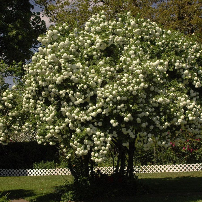 Viburnum opulus 'Roseum'  - Eastern Snowball - Shipped