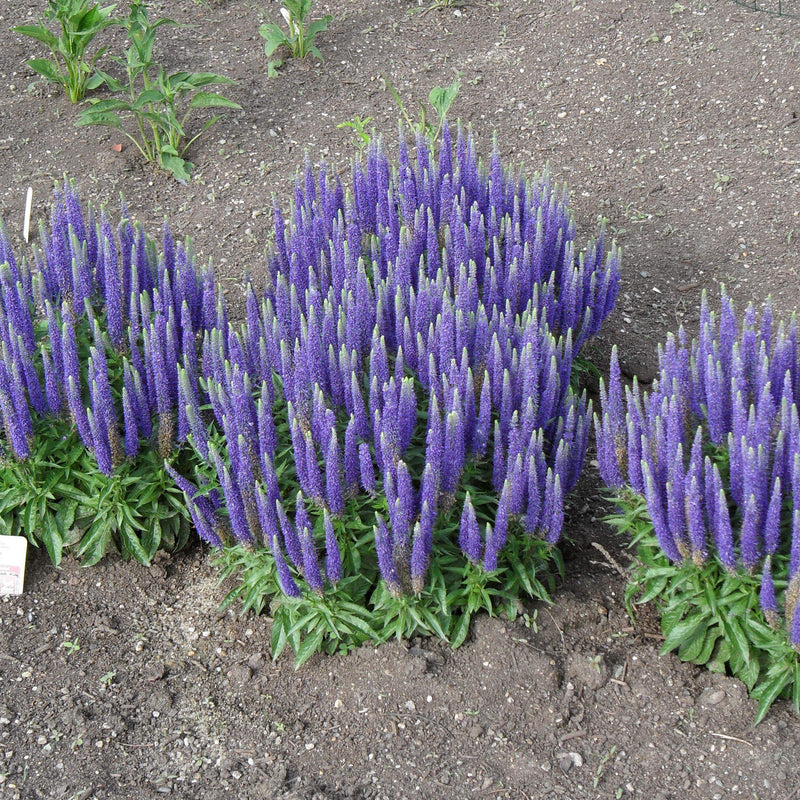Royal Candles Speedwell - Shipped