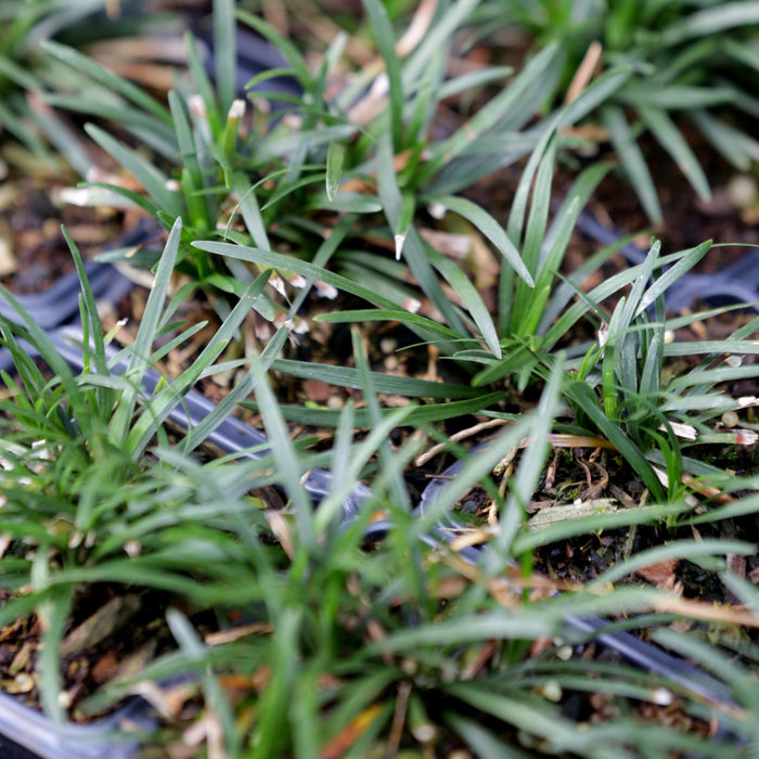 Ophiopogon japonicus 'Nanus'  - Dwarf Mondo Grass - Shipped