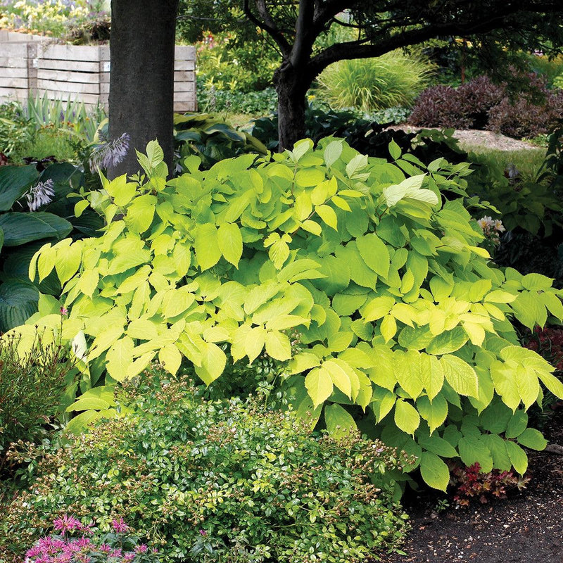 Sun King Golden Japanese Spikenard - Shipped