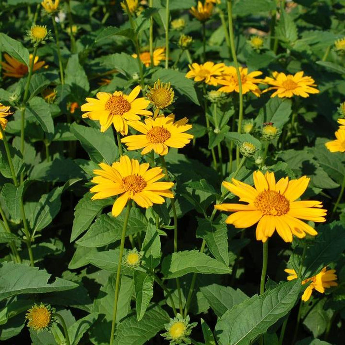 Heliopsis helianthoides 'Tuscan Sun'  - Tuscan Sun False Sunflower - Shipped