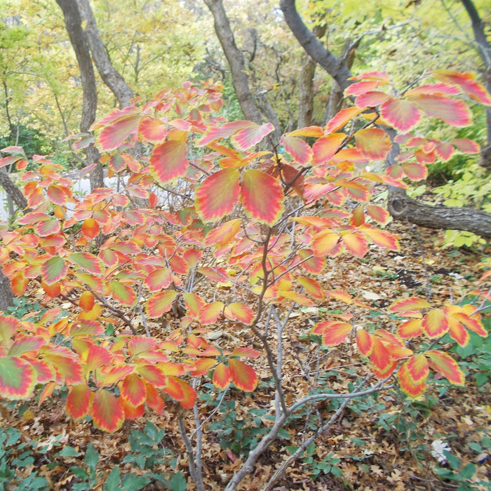 Hamamelis x intermedia 'Arnold Promise'  - Arnold Promise Witch Hazel - Shipped
