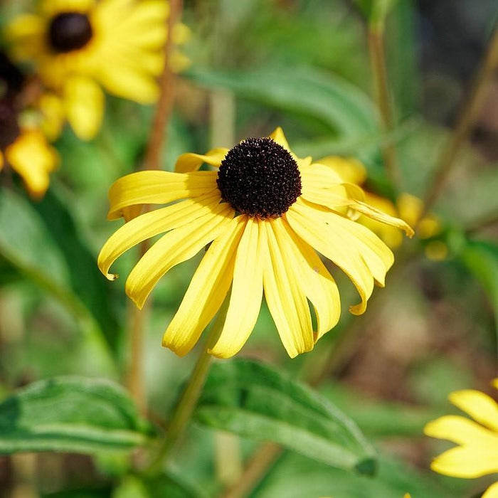 Rudbeckia 'American Gold Rush'  - American Gold Rush Black-Eyed Susan - Shipped