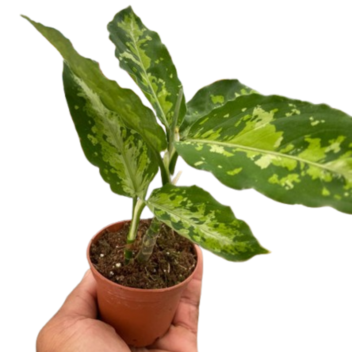 Chinese Evergreen Pictum Tricolor