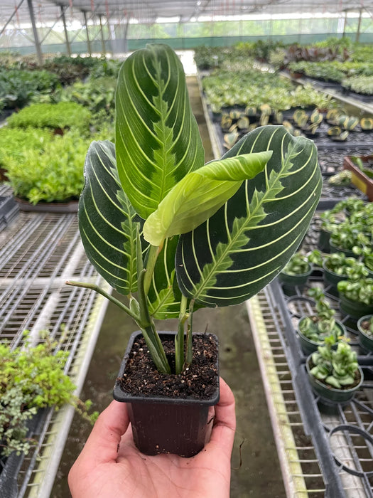 Maranta 'Lemon Lime'