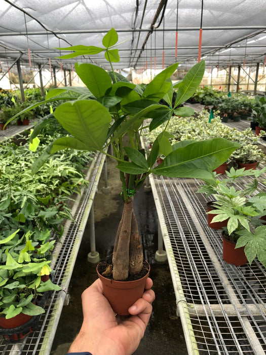 money tree in chula vista Money Tree 'Guiana Chestnut' Pachira Braid — The Gardeners' Choice