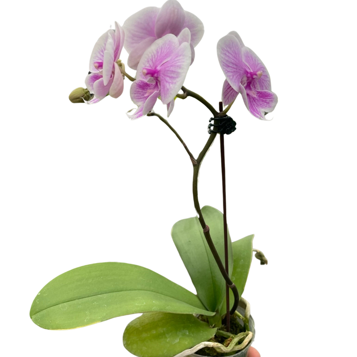 Orchid 'Light Pink Phalaenopsis'